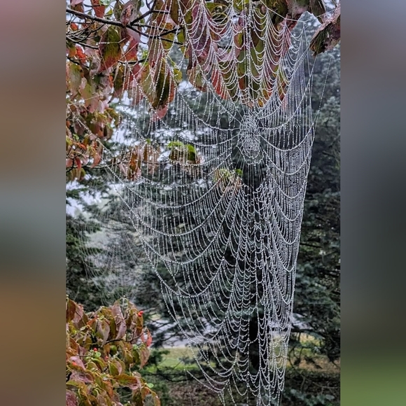8x10 Original Nature Photography Of Dew Covered Orb Weaver Spider Web Pri… - Picture 1 of 1